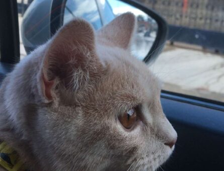 British Shorthair Viski&#8217;ye Eş Arıyoruz