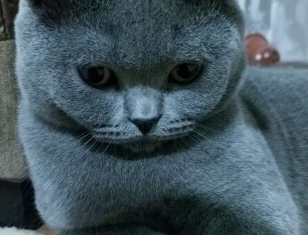 British Shorthair Gri Fırtınaya Eş Arıyorum