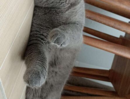 British Shorthair 1 Yaşında Eş Arıyoruz