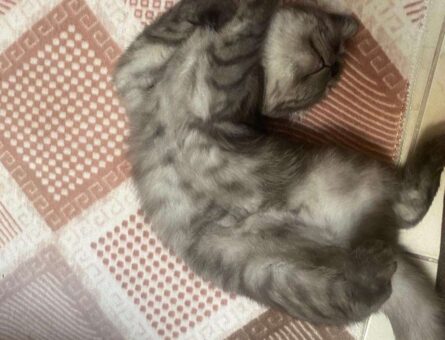 British Shorthair Erkek Kedimize Eş Arıyoruz