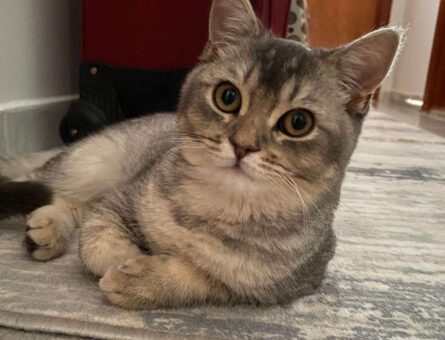 British Shorthair Silver Oğluma Eş Arıyorum