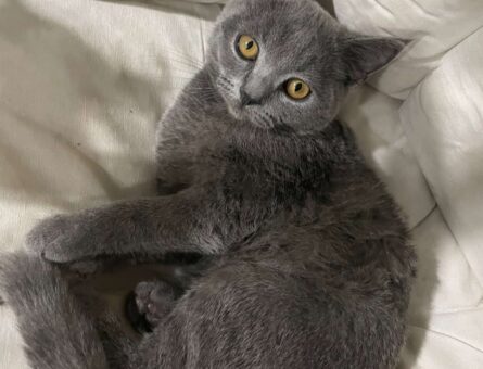 British Shorthair 7 Aylık Oğlumuza Eş Arıyoruz