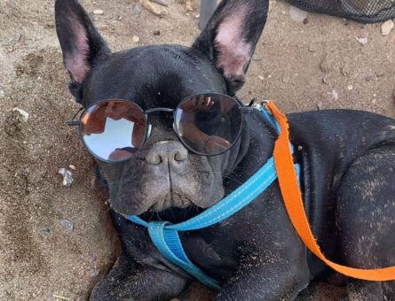 French Bulldog 1 Yaşında Köpeğime Eş Arıyorum