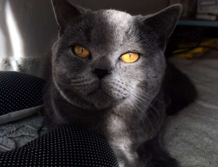 British Shorthair Asil Eş Arıyor