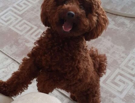 Redbrown toy poodle erkek 15 aylık