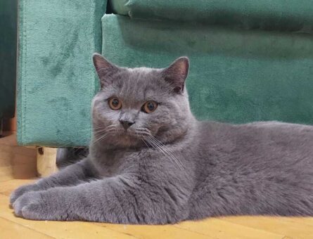 British Shorthair 9 Aylık Kedime Eş Arıyorum