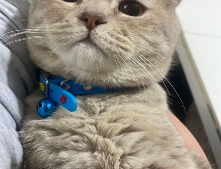 British Shorthair Oğluma Eş Arıyorum