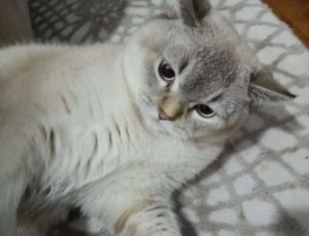 British Shorthair Erkek Kedime Eş Arıyorum