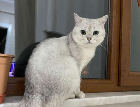 British Shorthair Oğlumuza Gelin Adayları Arıyoruz