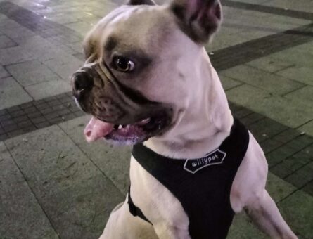 French Bulldog Rocky Adlı Canavara Eş Arıyoruz