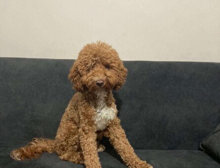 Poodle Oğlum 1,5 Yaşında Eş Arıyor