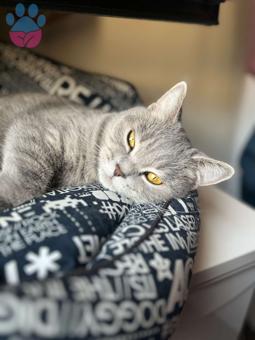 British Shorthair Kızıma Eş Arıyoruz 2 Yaşında