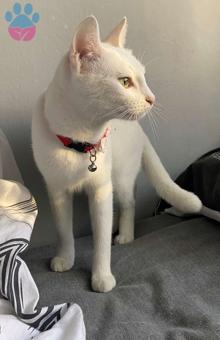 Ankara Kedisi Kızıma beyaz Eş Arıyorum