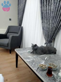 British Shorthair Cinsi 3 Yaşında Dişi Kedimize Eş Arıyoruz