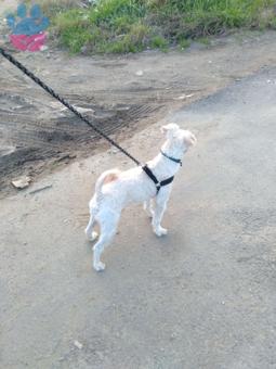 1 Yaşında Maltese Terrier Oğluma Dişi Arıyorum