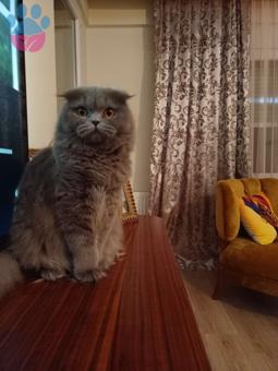 Scottish Fold Longhair Kedimiz İçin Erkek Kedi Arıyoruz
