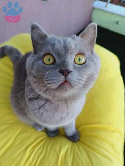 British Shorthair Oğluma Gelin Arıyorum