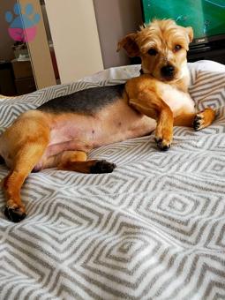 3 Yaşındaki Oğlumuza Ateşli Eş Arıyorum?