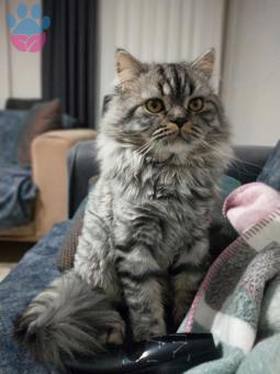 British Longhair Yakışıklı Oğlumuz Yakariye Eş Arıyoruz