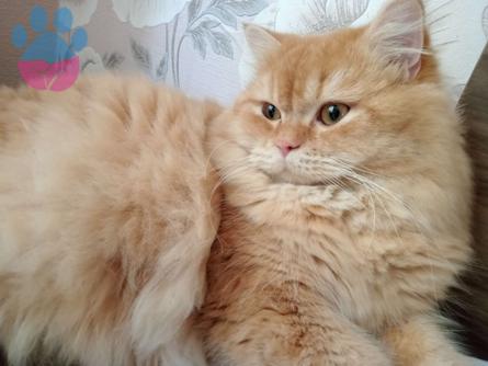 British Longhair Kedime Eş Arıyorum