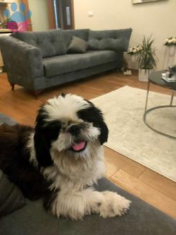 Shih Tzu Erkek 2 Yaşında Köpeğime Eş Arıyorum