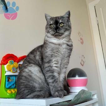 British Shorthair Oğlumuz Bobo&#8217;ya Eş Arıyoruz