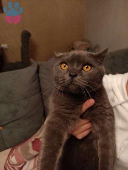 British Shorthair 11 Aylık Oğluma Eş Arıyorum