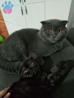 Scottish Fold Oğlumuz Oscara Eş Arıyoruz