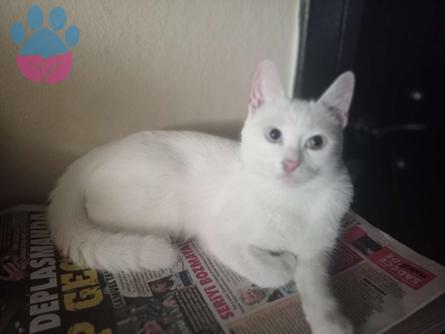 Van Kedisi 11 Aylık Oğluma Eş Arıyorum