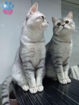 British Shorthair Silver Oğluma Eş Aranıyor 1.5 Yaşında