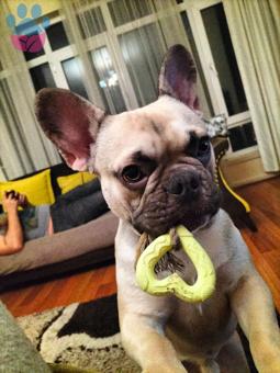 French Bulldog Kızıma Eş Arıyorum