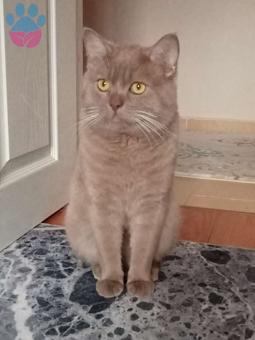 British Shorthair Lilac Oğlumuza Uygun Bir Kız Arıyoruz