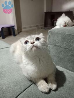 Scottish Fold Kızıma Eş Arıyorum