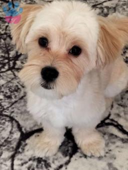 Maltipoo 1 Yaşında Şurup Eş Arıyor