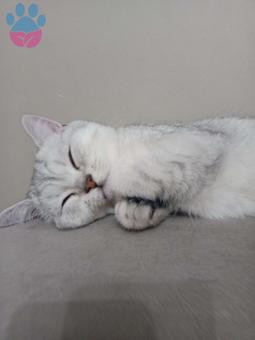 British Shorthair 1.5 Yaşındaki Kedime Eş Arıyorum
