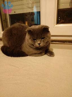 British Shorthair Turşumuz İçin Erkek Adayları Bekliyoruz