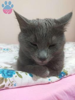 Russian Blue Daisy Kızıma Eş Arıyoruz Acil