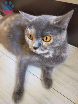 British Shorthair Kızıma Eş Arıyorum