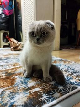 British Shorthair Kedimize Düzenli Eş Arıyorum