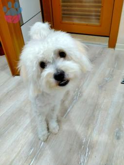 Maltese Terrier 1 Yaşındaki Oğlum Eş Arıyor