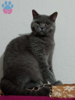 British Shorthair 11 Aylık Kedime Eş Arıyorum