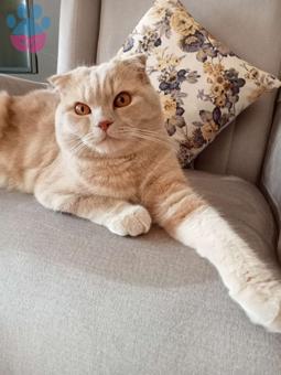 Scottish Fold Oğlumuza Eş Arıyoruz