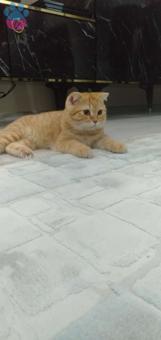 Scottish Fold 11 Aylık Oğlumuza Eş Arıyoruz