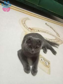 British Shorthair 9 Aylık Oğlumuza Eş Arıyorum