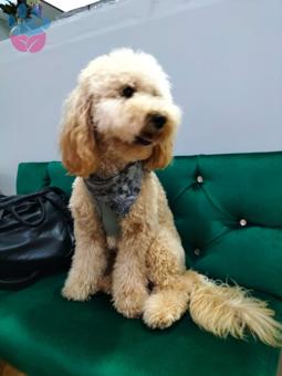 Toy Poodle Yakışıklı Oğluma Eş Arıyorum