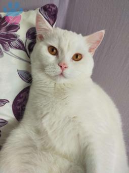 British Shorthair Kedime Eş Arıyorum 10 Aylık