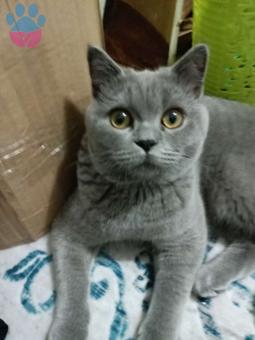British Shorthair 11 Aylık Kedim Oskar Eş Arıyor