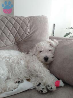 Maltese Terrier Güzel Kızıma Eş arıyorum