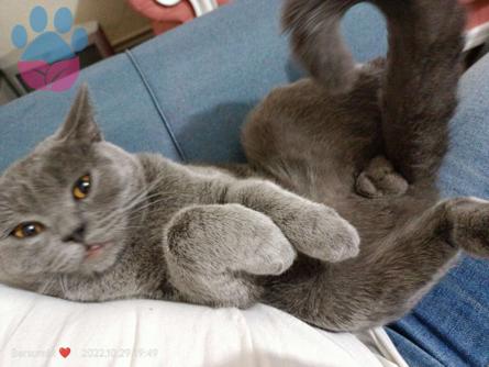 British Shorthair Oğlum Gece İçin Dişi Arıyorum