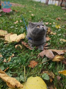 British Shorthair Kızgınlıkta Kedime Eş Arıyorum